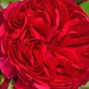 K495 Róża rabatowa CZERWONY LEONARDO DA VINCI®