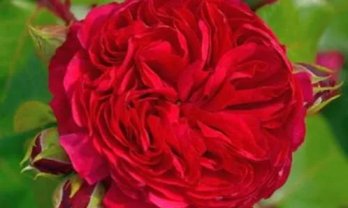 K495 Róża rabatowa CZERWONY LEONARDO DA VINCI®