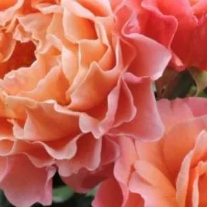 K496 Róża rabatowa Marie Curie