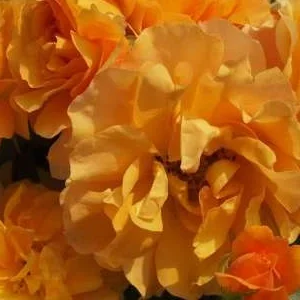 K497 Róża rabatowa TEQUILA®