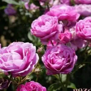 K499 Róża wielkokwiatowa (Parfuma) CARMEN WURTH®