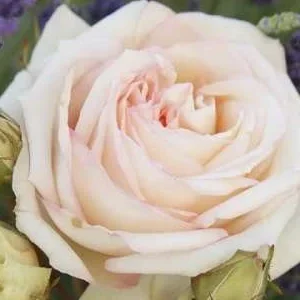 K500 Róża wielkokwiatowa (Parfuma) MADAME ANISETTE®