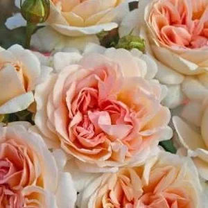 K501 GROSSHERZOGIN LUISE® (Róża wielkokwiatowa)