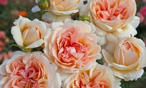 K501 GROSSHERZOGIN LUISE® (Róża wielkokwiatowa)