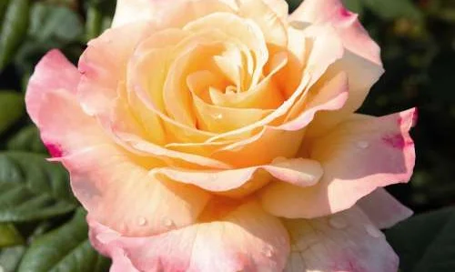 K502 Róża wielkokwiatowa AQUARELL®