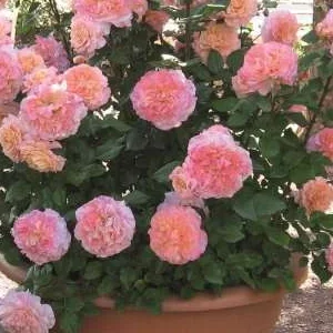 K503 Róża wielkokwiatowa AUGUSTA LUISE®