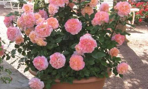 K503 Róża wielkokwiatowa AUGUSTA LUISE®