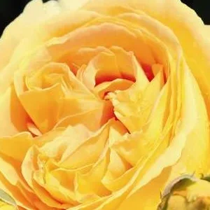 K504 Róża wielkokwiatowa CANDLELIGHT®