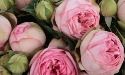 K505 Róża wielkokwiatowa CHARMING PIANO®