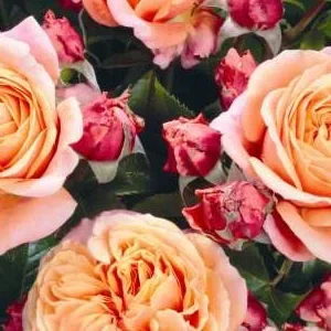 K507 Róża wielkokwiatowa MARY ANN®