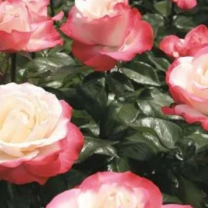 K508 Róża wielkokwiatowa NOSTALGIE®