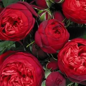 K509 Róża wielkokwiatowa PIANO®