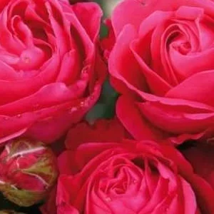 K510 Róża wielkokwiatowa CHERRY LADY®