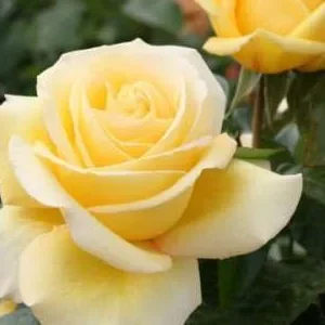 K511 Róża wielkokwiatowa AVEC AMOUR®