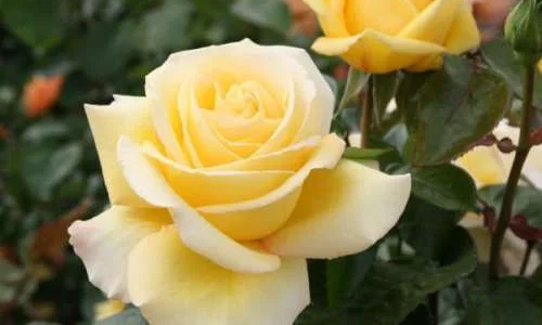 K511 Róża wielkokwiatowa AVEC AMOUR®