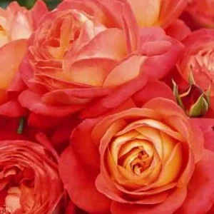 K513 Róża wielkokwiatowa MIDSUMMER®