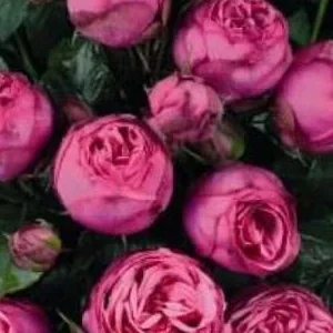 K514 Róża wielkokwiatowa PINK PIANO®