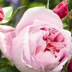 K515 Róża wielkokwiatowa SCHÖNE MAID®