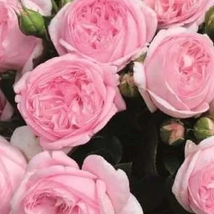 K516 Róża wielkokwiatowa VOYAGE®