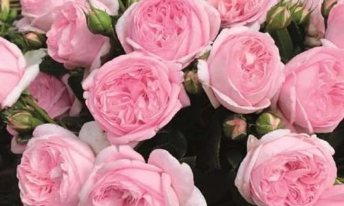 K516 Róża wielkokwiatowa VOYAGE®