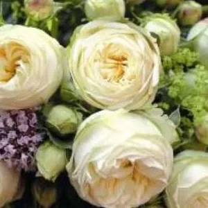 K517 Róża wielkokwiatowa WEDDING PIANO®