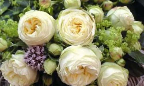 K517 Róża wielkokwiatowa WEDDING PIANO®