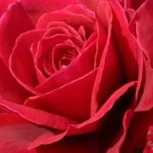 K518 Róża wielkokwiatowa BELLEVUE®