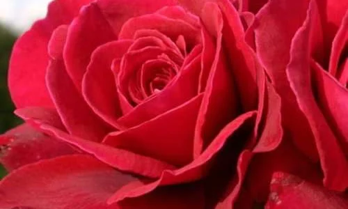 K518 Róża wielkokwiatowa BELLEVUE®