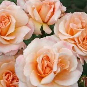 K519 Róża wielkokwiatowa OH HAPPY DAY®