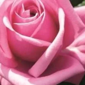 K520 Róża wielkokwiatowa ROMINA®