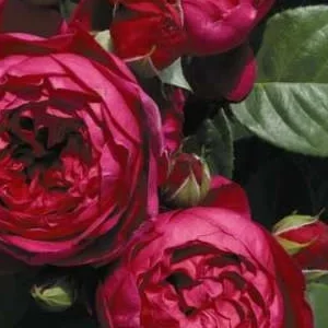 K521 Róża wielkokwiatowa ASCOT®