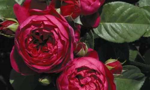 K521 Róża wielkokwiatowa ASCOT®