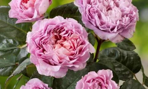 K522 Róża wielkokwiatowa EISVOGEL®