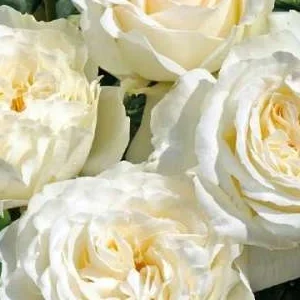 K523 Róża wielkokwiatowa IRINA®