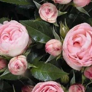 K524 Róża wielkokwiatowa UROCZE ROKOKO®