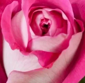 K525 Róża wielkokwiatowa MAXIM®