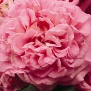 K526 Róża wielkokwiatowa ASHLEY®