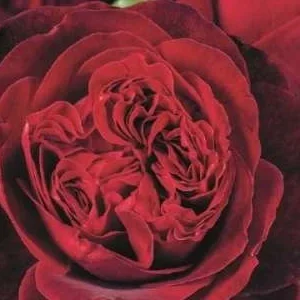 K527 Róża wielkokwiatowa ADMIRAL®