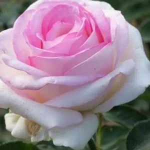 K528 Róża wielkokwiatowa BIEDERMEIER GARDEN®