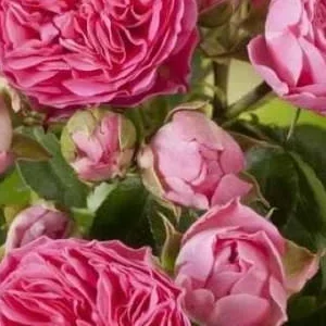 K529 Róża wielkokwiatowa CANDY ROKOKO®