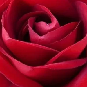 K530 Róża wielkokwiatowa MARLENE®