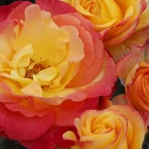 K531 Róża wielkokwiatowa FLAMING STAR®