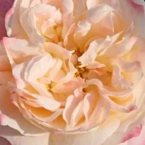 K532 Róża wielkokwiatowa CONCORDE®