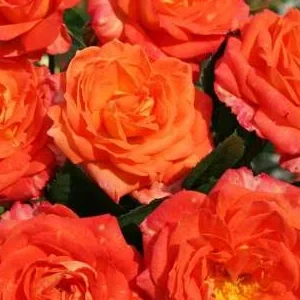 K533 Róża wielkokwiatowa FEURIO®