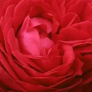 K534 Róża wielkokwiatowa TIAMO®