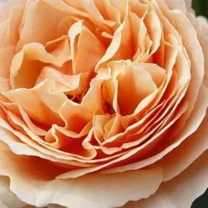 K535 Róża wielkokwiatowa Tropicana®