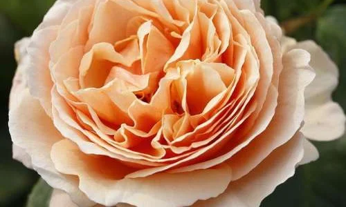 K535 Róża wielkokwiatowa Tropicana®