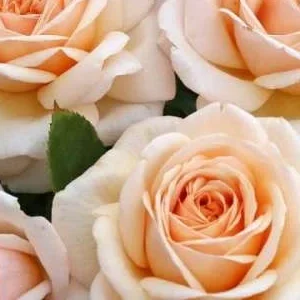 K536 Róża wielkokwiatowa COURAGE®