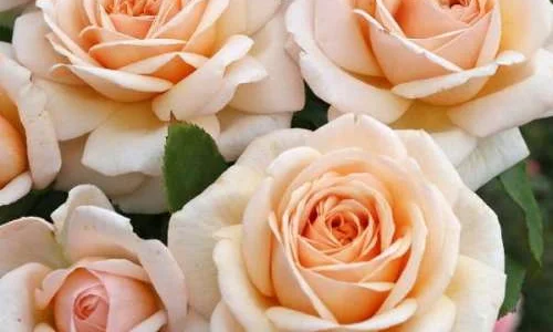 K536 Róża wielkokwiatowa COURAGE®