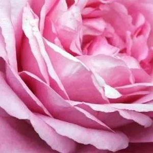 K537 Róża wielkokwiatowa DESIREE®